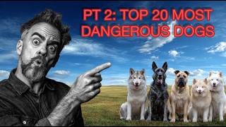PT 2: DO YOU KNOW: THE MOST DANGEROUS DOGS?