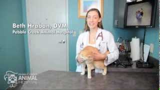 Ask-A-Vet: Why does my cat need a Wellness Exam?