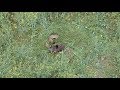 Faune Sauvage vue du ciel - Game view by a drone
