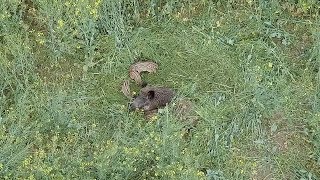 Faune Sauvage vue du ciel - Game view by a drone