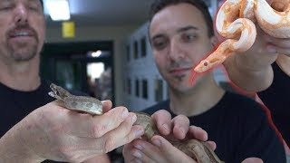 Kevin bought INSANE boas for his next project!