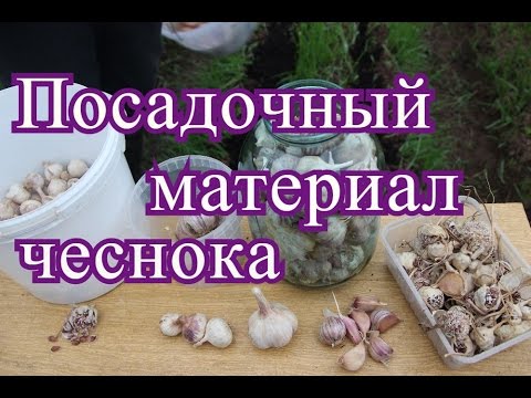 Чеснок. Посадочный материал.