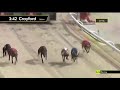 Carreras de Galgos - Crayford 2021