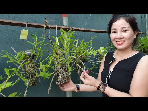 CHỊ BÁN LAN GIÁ RẺ VUI TÍNH 0989.505.869 || PHONG LAN RỪNG
