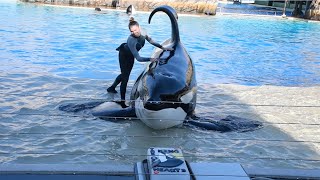 Happy 46th Birthday, Ulises! - Orca Encounter (Full Show) - SeaWorld San Diego - January 2, 2024 by EchoBeluga 27,684 views 3 weeks ago 25 minutes