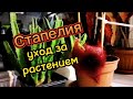 #Стапелия, уход в домашних условиях