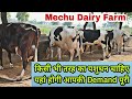 This Farm Completes Your Demand : HF Pure and HF Cross Breed Cows also Available at Mechu Dairy Farm