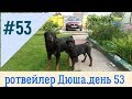 РОТВЕЙЛЕР ДЮША ДЕНЬ 53.дрессировка и воспитание собаки