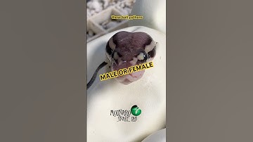 Identifying male vs female ball pythons! #molinarosnakelab #shorts #ballpython #royalpython #python