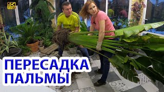 Большая пересадка.  Пальма Равенала - Мадагаскарская в зимнем саду