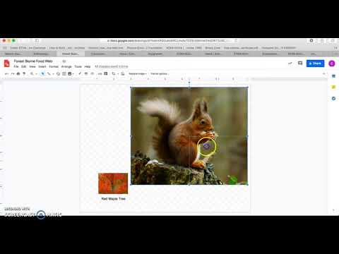 Creating a Food Web on Google Drawings