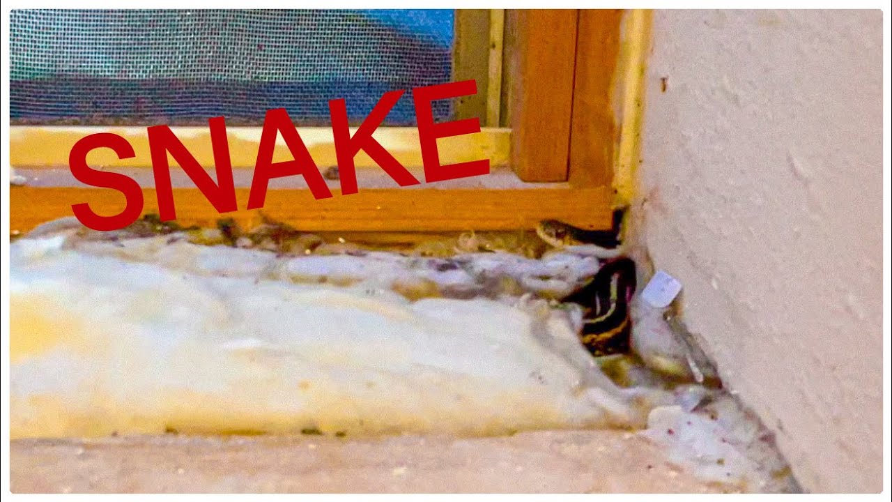 Episode 3: SNAKE in the House - YouTube