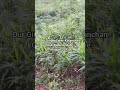 Growing Ginger in Northern Nigeria!