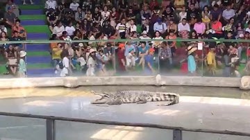 Xiếc cá sấu Thái Lan đáng sợ