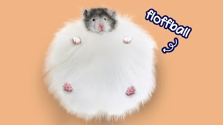 Hi I'm Walnut, the Fluffy Hamster