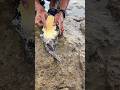 You Won’t Believe What This Hungry Sea Fish Swallowed! 🐟😱