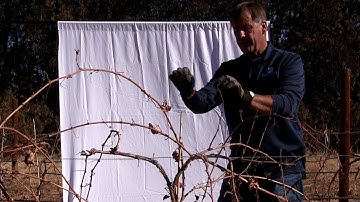 Grapevine care: situational pruning series vine 1