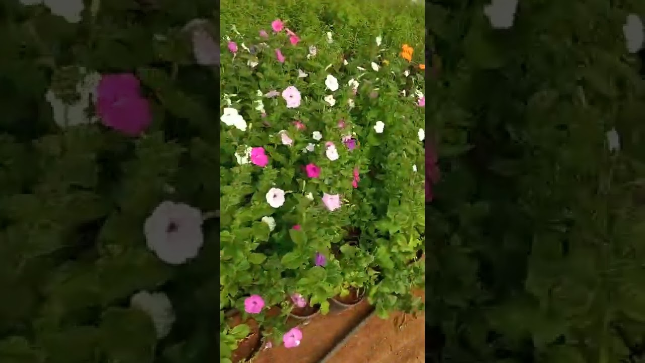 الطريق الرابطة بين فاس مكناس 🌹🌷🌹 مشتل اهل الجود و الكرم