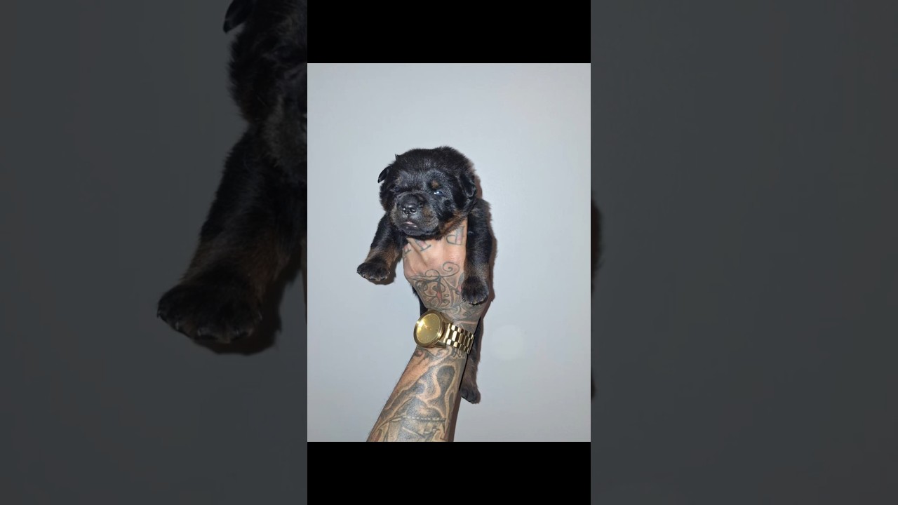 Whippin That Wave French Montana ft. Max B (Official Audio) (NOT FOR SALE)