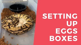Setting up a egg box for ball python eggs