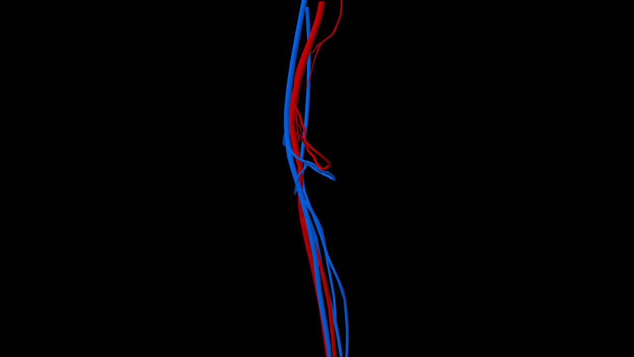 Human Circulatory System- Single Knee Close Up