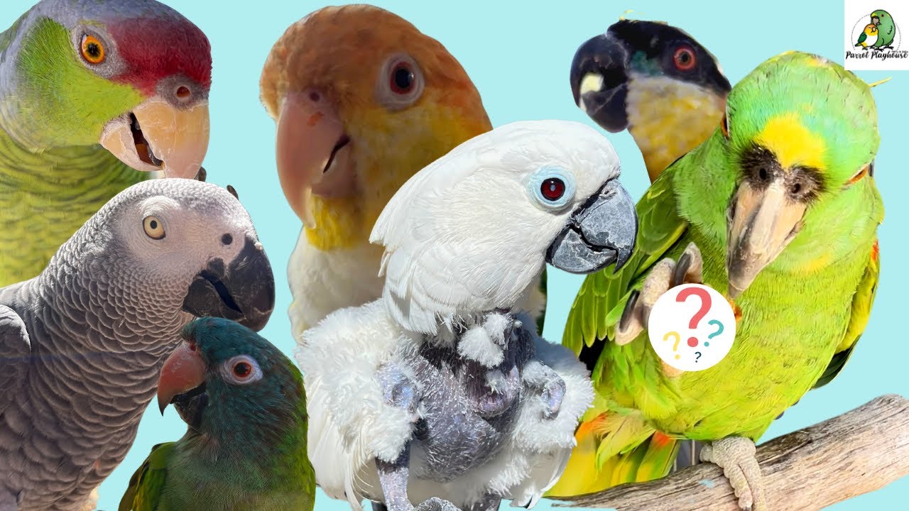 My Parrots' Funny Reaction To A New Treat! - YouTube