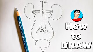 Human Excretory System Diagram| How to Draw Human Excretory System Diagram step-by-step Drawing