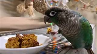 Conure enjoying Thanksgiving birdie bread