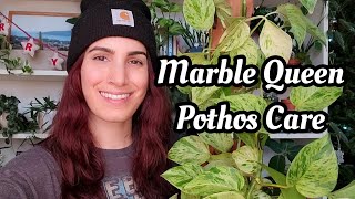Marble Queen Pothos Care!! plant of the day: Epipremnum aureum 🪴PLANTMAS Day 8 ☃️