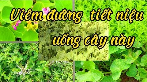 top cây thuốc nam phòng và chữa bệnh viêm đường tiết niệu