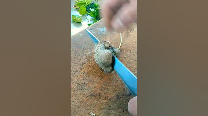 Abriendo una almeja viva
