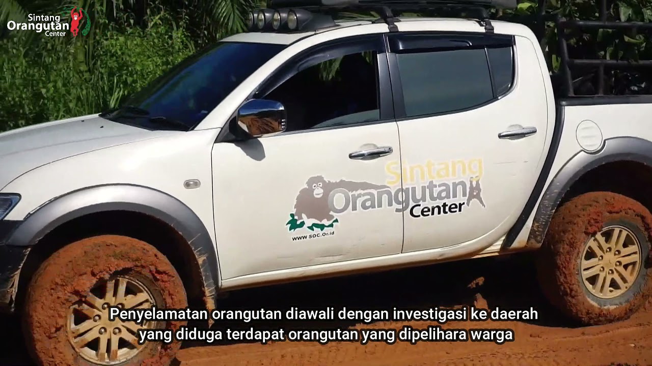 PROFILE SOC (Sintang Orangutan Center)
