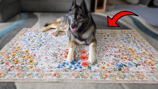 This Vintage Style Floral Area Rug Will Brighten ANY Room!
