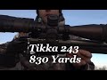 Tikka 243 830 yards