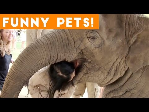 funniest-pets-&-animals-of-the-week-compilation-july-2018-|-hilarious-try-not-to-laugh-animals-fail