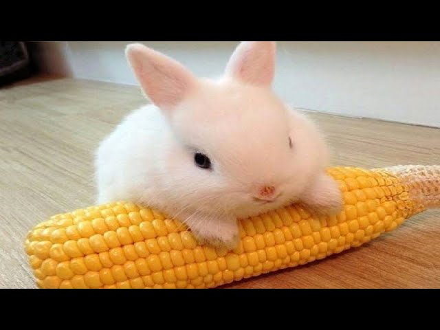 Funny and Cute Baby Bunny Rabbit Videos - Baby Animal Video Compilation  (2019) - YouTube