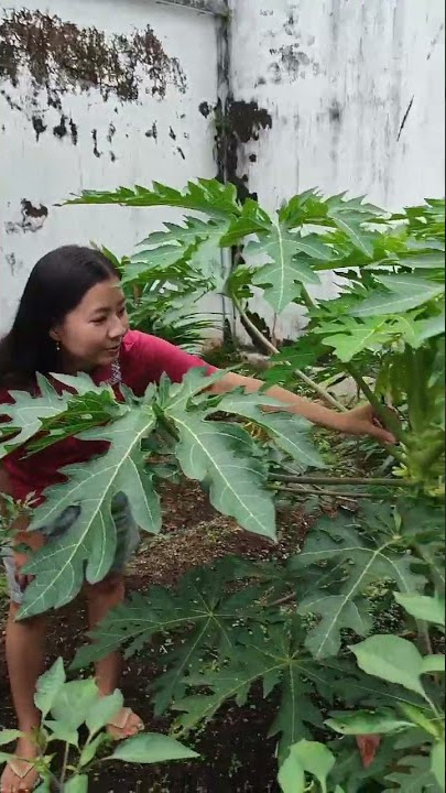 cara tanam pepaya supaya pendek di halaman rumah