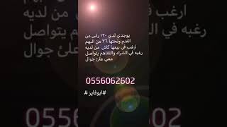 للبيع عدد 120 راس من الغنم #بيشة