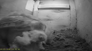 Wharfedale Barn Owls: 1 Box☀️20/05/26