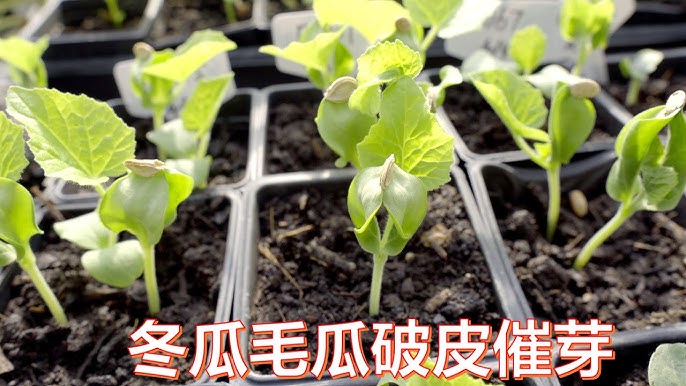 小冬瓜开花太多 兔妈教你认识雌雄花和手动授粉 过不久就要丰收了 Youtube