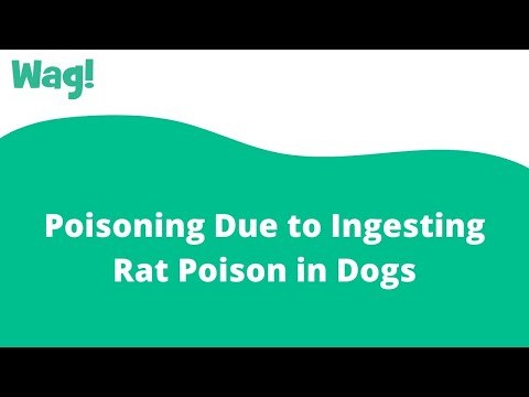 Video: Rodenticide vergiftiging