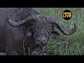 safariLIVE - Sunset Safari - July 04, 2019