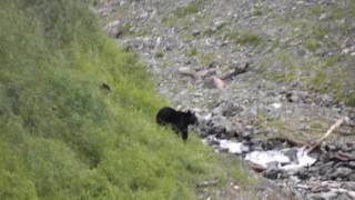 BLACK BEARS IN ALASKA BETWEEN SEWARD AND ANCHORAGE