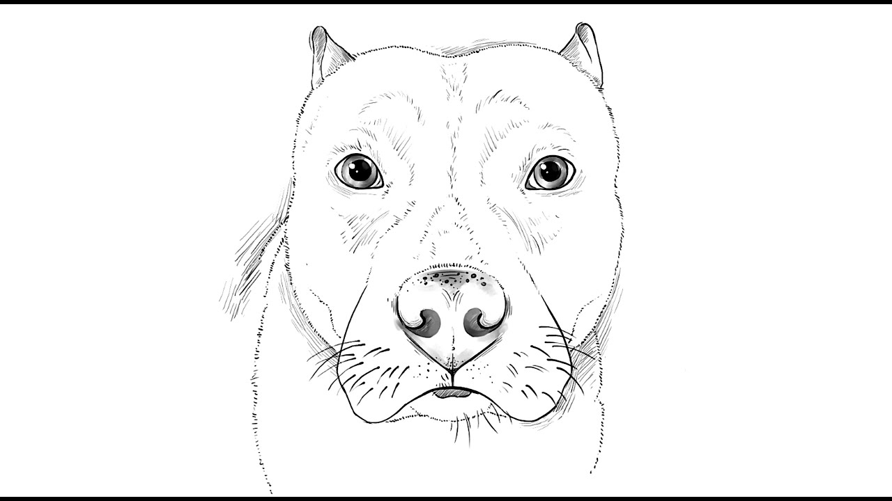 How to draw a Pitbull Dog - YouTube