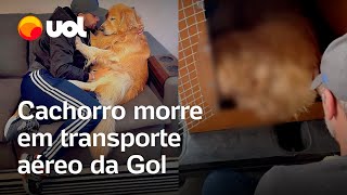 Cachorro morre em transporte aéreo da Gol; família compartilha vídeo