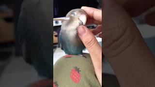 Lovebirds are the cutest parrots 🦜