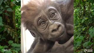 Toronto Zoo- Gorilla Personalities