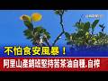 不怕食安風暴！阿里山產銷班堅持苦茶油自種.自榨
