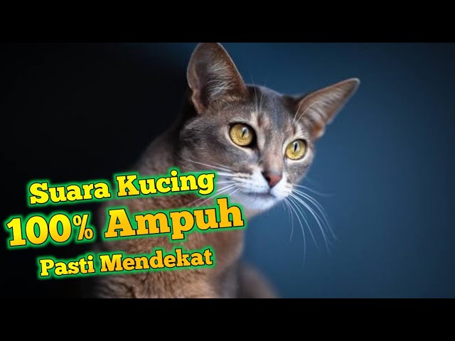 Suara Pikat Kucing Auto Nyamperin _ Suara Kucing Memanggil Temannya class=