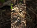 Nature Observation and Animal Behavior